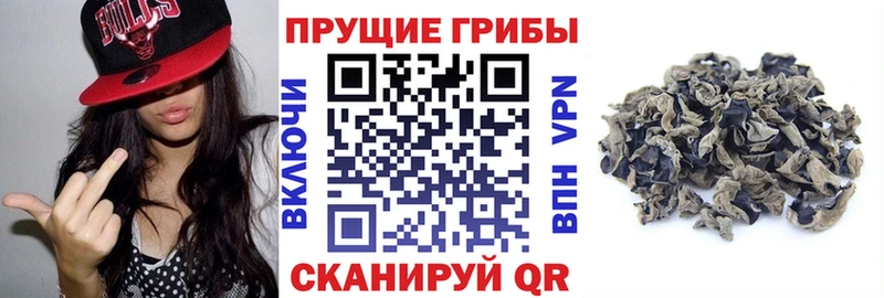 Галлюциногенные грибы Psilocybine cubensis  Муром 